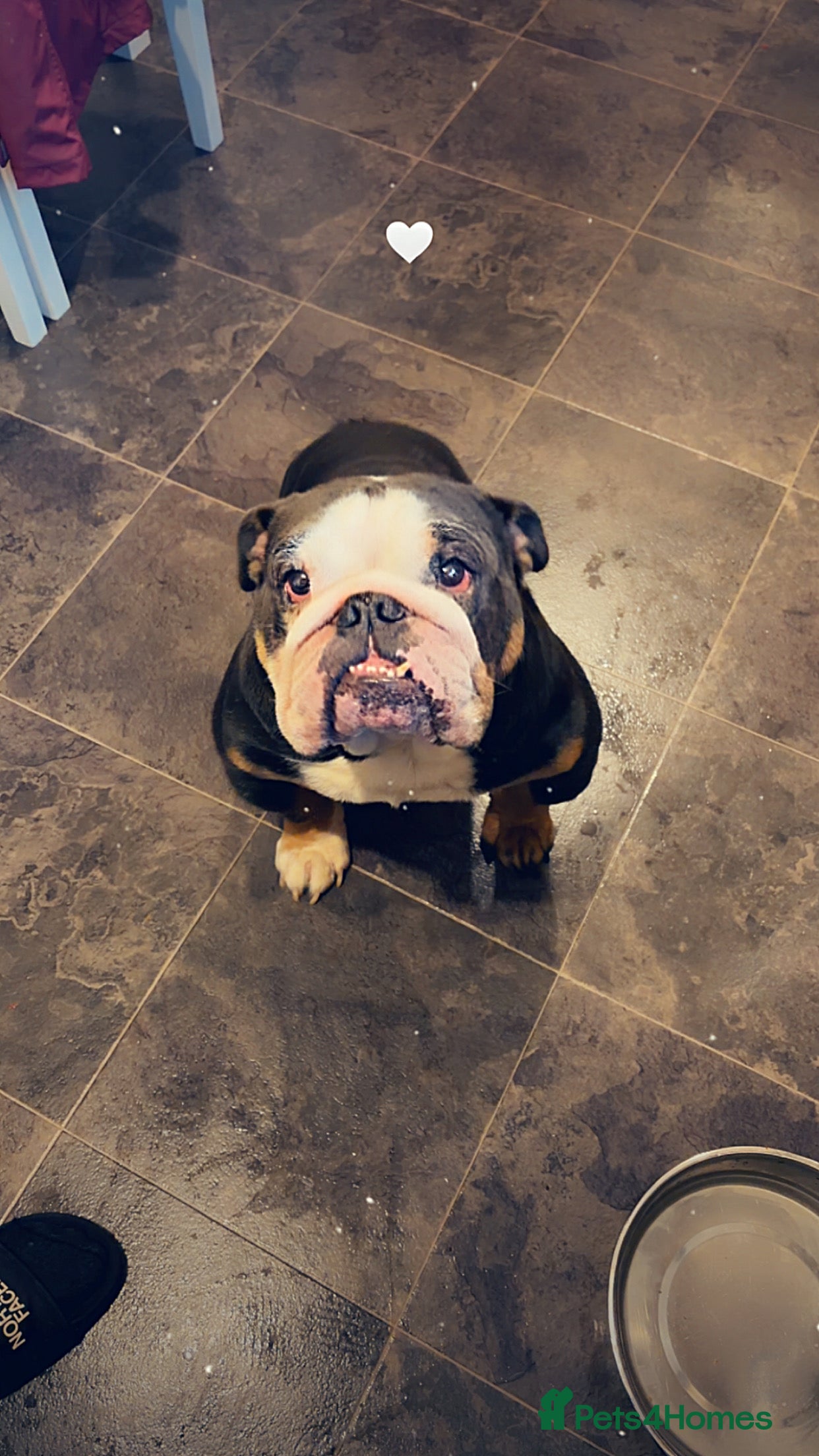 English Bulldog dogs  Male English bulldog - Advert 1