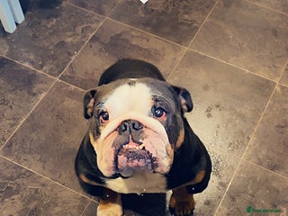 English Bulldog dogs Male English bulldog - Advert 1