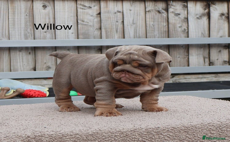 English Bulldog dogs - Advert 5