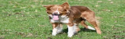 Border Collie dogs for sale: Roxy. 7 year old spayed female Border Collie  - Advert 1