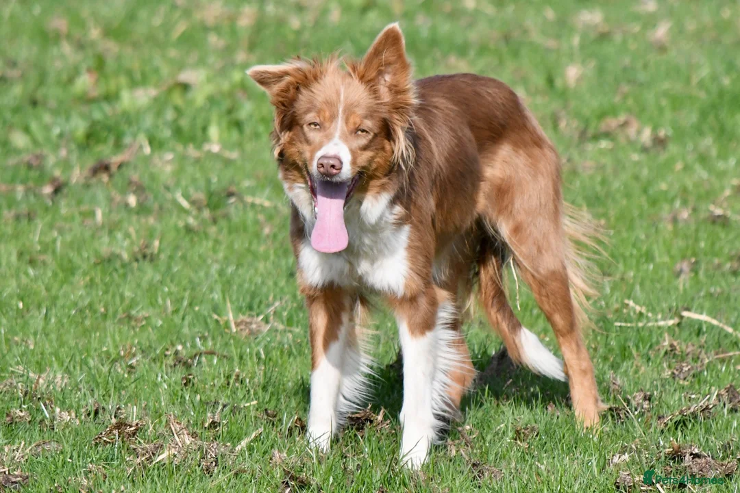 Border Collie dogs for sale: Roxy. 7 year old spayed female Border Collie  - Advert 1