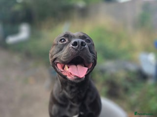 Mixed Breed dogs - Advert 25