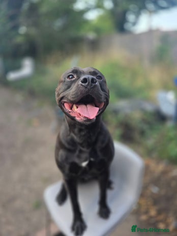 Mixed Breed dogs - Advert 1