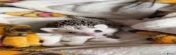 Pygmy Hedgehog rodents for sale: Male African Pygmy hedgehog  - Advert 2