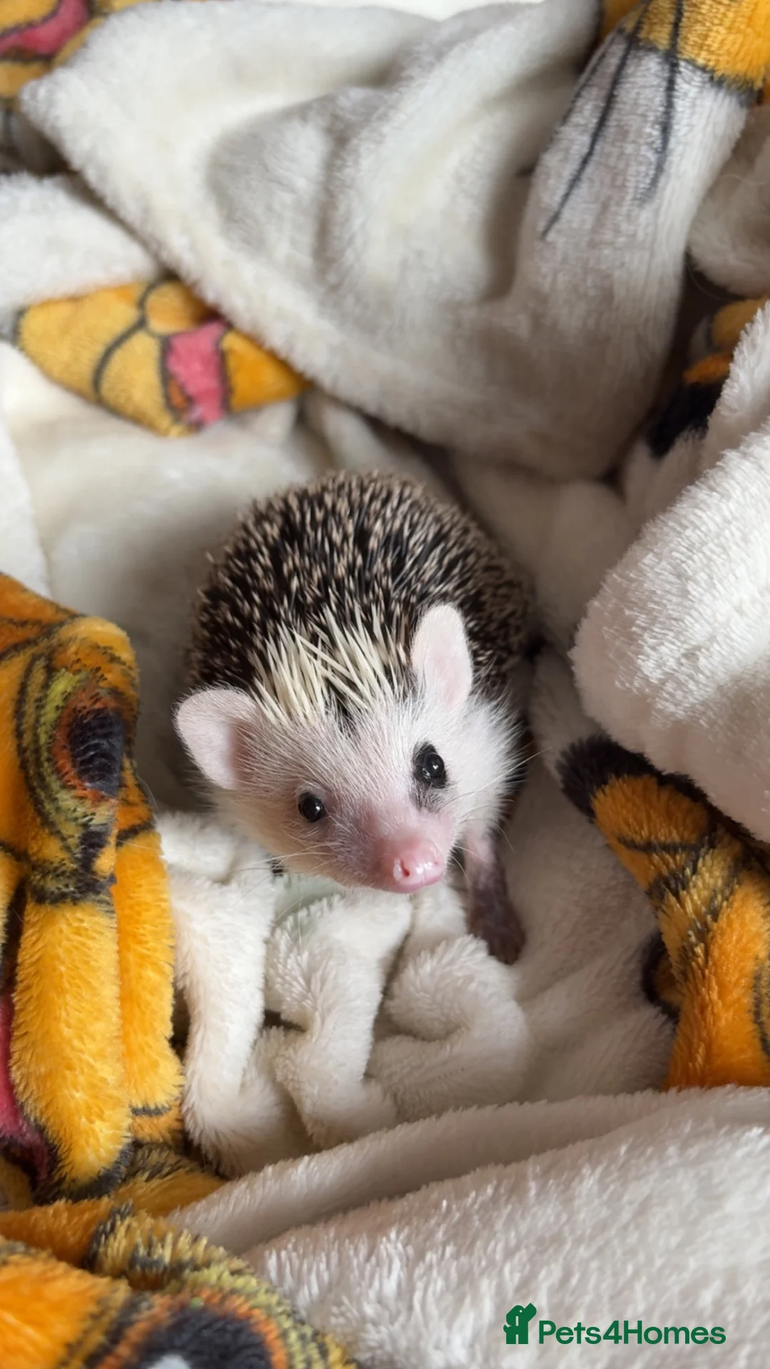 Pygmy Hedgehog rodents for sale: Male African Pygmy hedgehog  - Advert 2