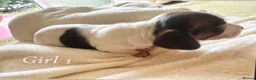 Miniature Dachshund dogs for sale: Piabald miniature dachshund  - Advert 5