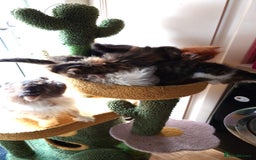 Persian cats for sale: Persian kittens KC Registered with pedigree - Image 38