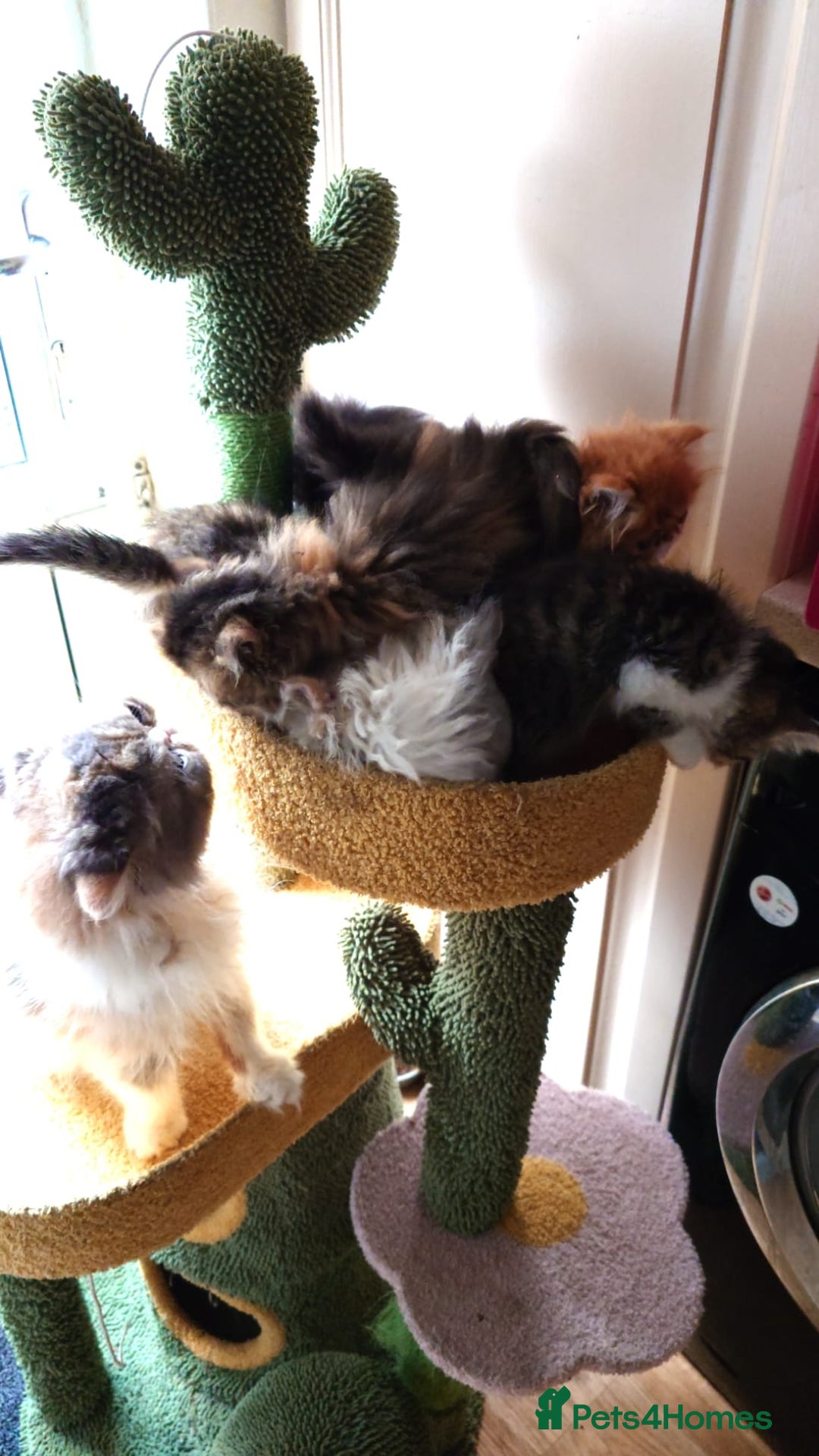 Persian cats for sale: Persian kittens KC Registered with pedigree - Image 38