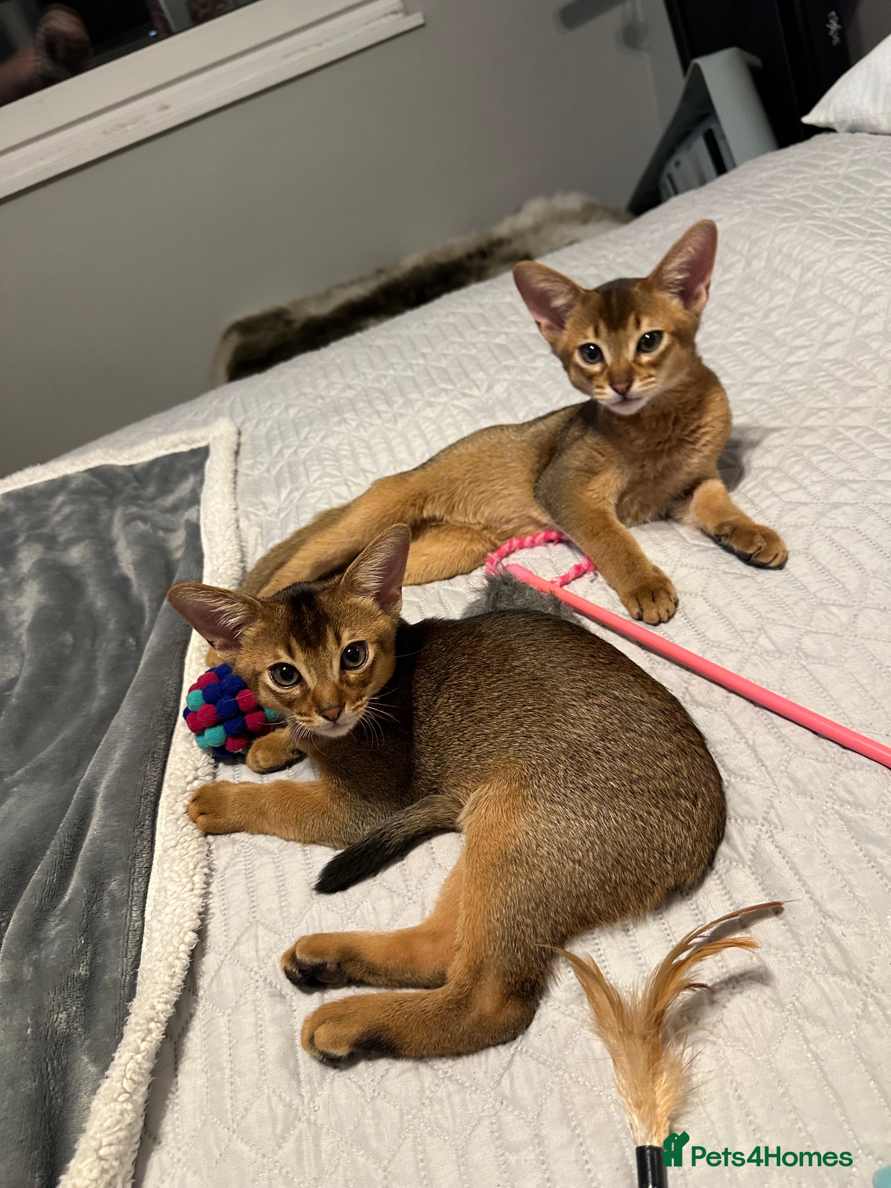 Abyssinian cats Pedigree Abyssinian kittens  - Advert 2