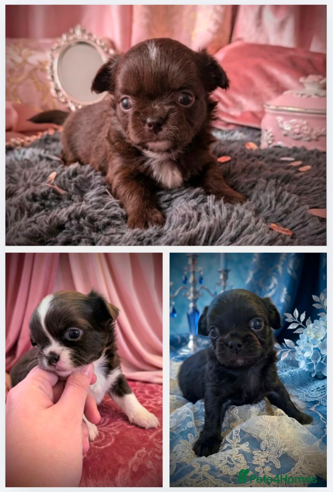 Chihuahua dogs for sale: KC registered Long Coat Chihuahuas  - Advert 1