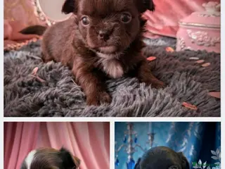 Chihuahua dogs KC registered Long Coat Chihuahuas - Advert 10