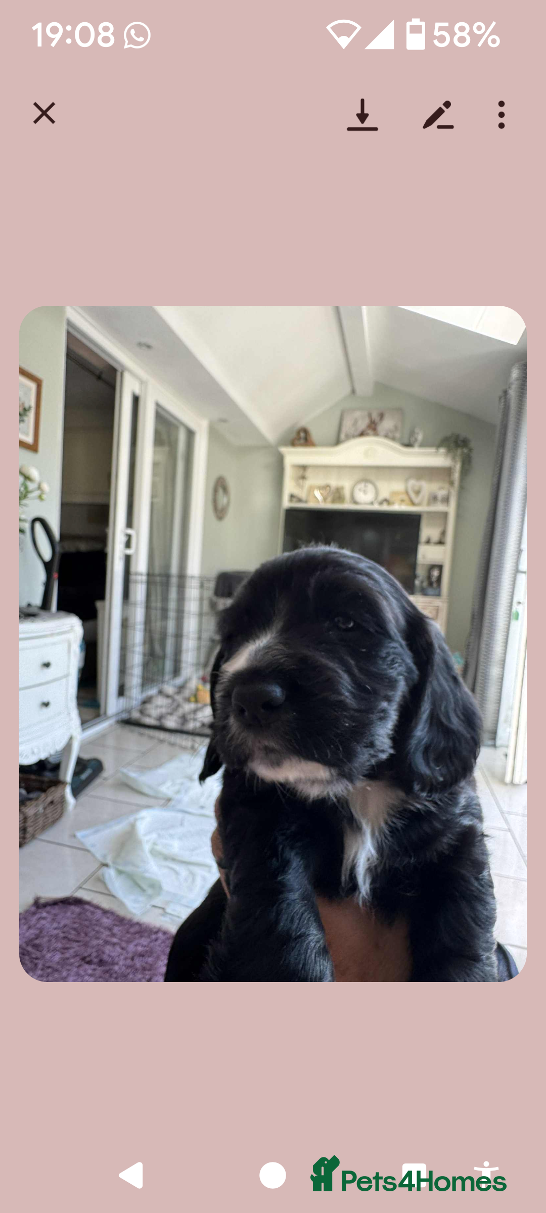 Cocker Spaniel dogs for sale: Working Cocker Spaniel Pups  - Image 4