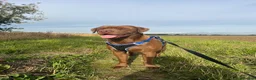Labrador Retriever dogs for stud: Male Labrador For Stud  - Advert 2