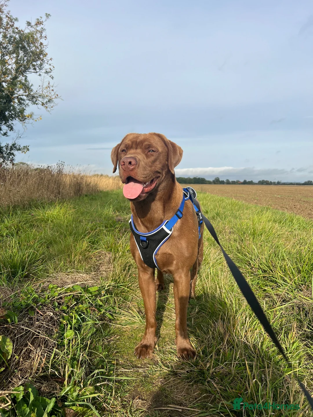 Labrador Retriever dogs for stud: Male Labrador For Stud  - Advert 2