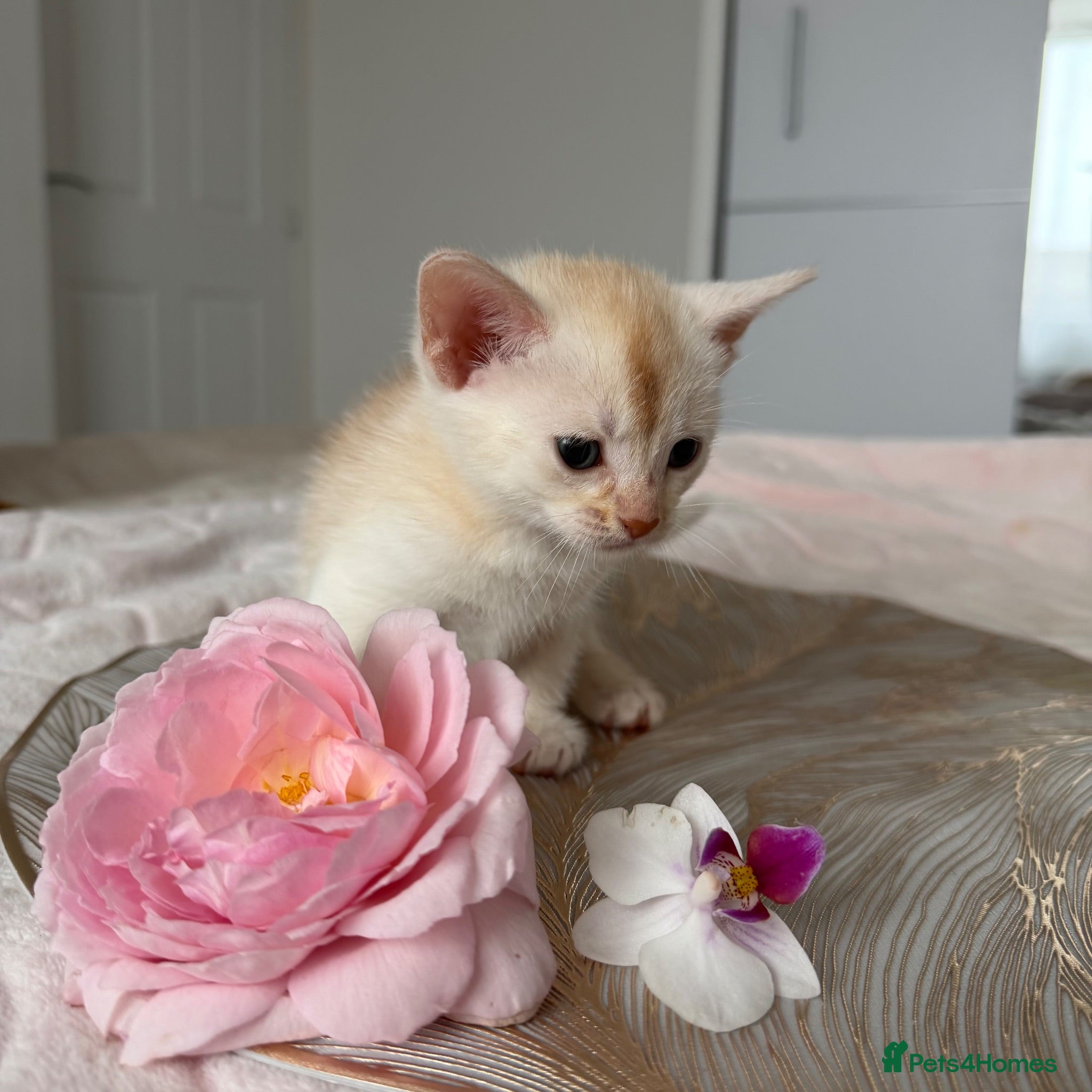 Abyssinian cats ✨ THE JEWEL OF THE LITTER: Rare Silver Sorrel Girl - Advert 1