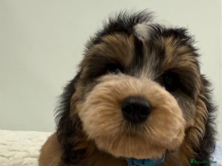 Cockapoo dogs - Advert 1