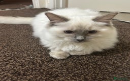 Ragdoll cats for sale: Stunning Male Baby Ragdoll Kittens  - Image 3