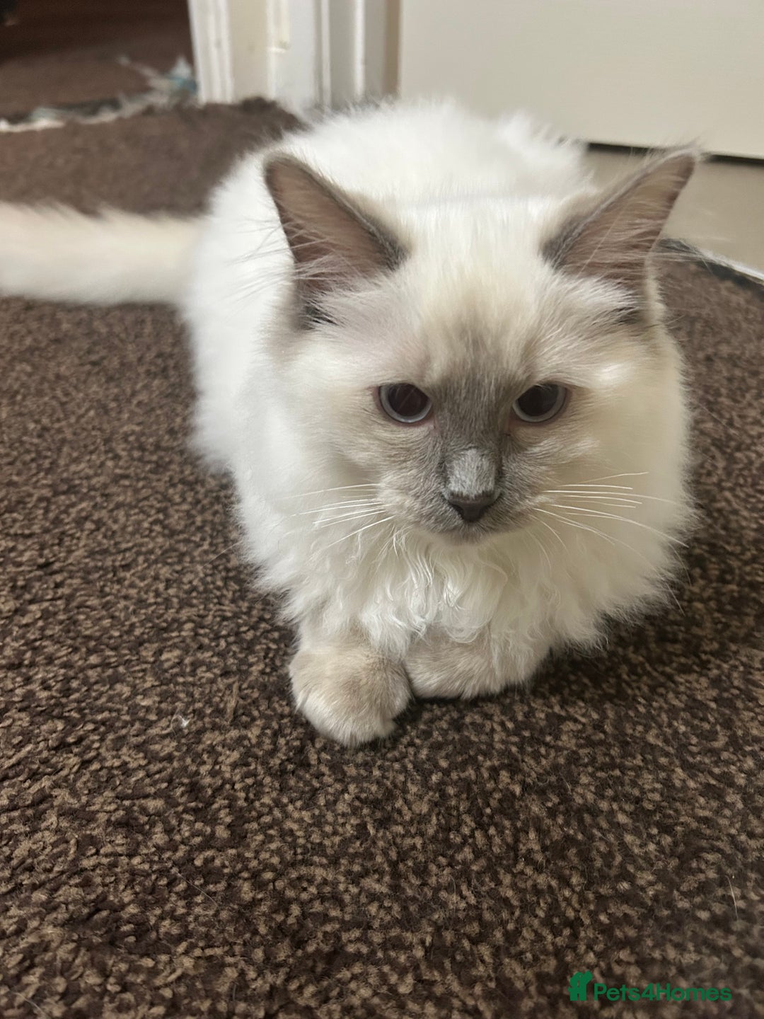 Ragdoll cats for sale: Stunning Male Baby Ragdoll Kittens  - Image 3