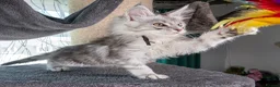 Maine Coon cats for sale: STUNNING PEDIGREE MAINE COON KITTENS - Advert 34