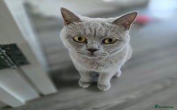 Mixed Breed cats for sale: BSH and Tuxedo Mix - Image 6