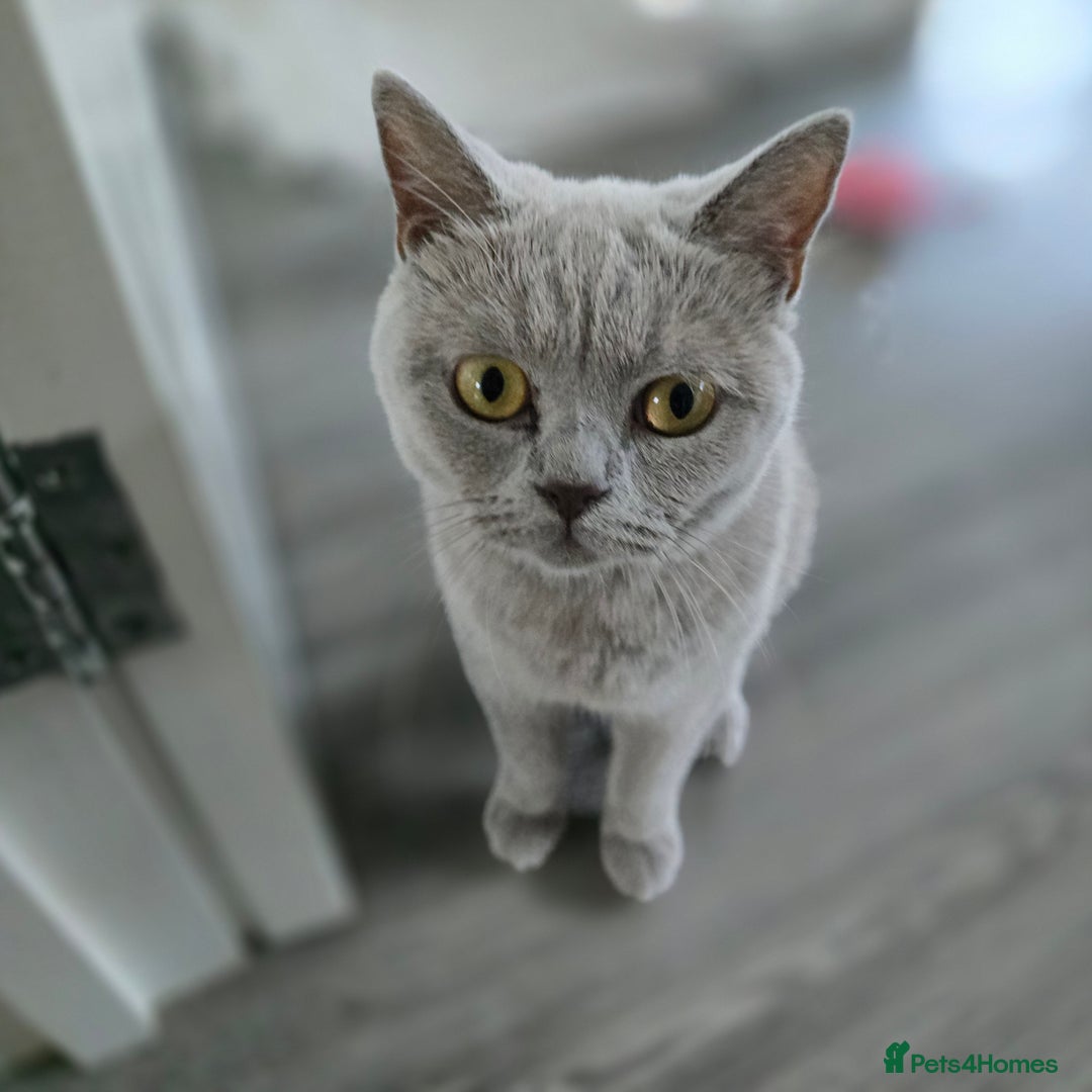 Mixed Breed cats for sale: BSH and Tuxedo Mix - Image 6