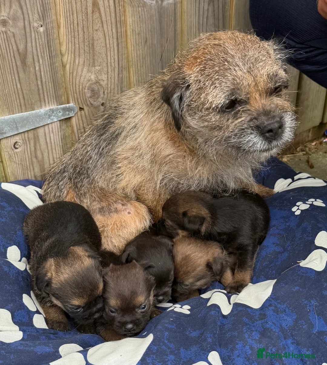Border Terrier dogs for sale: Border terrier  in Polegate - Advert 2