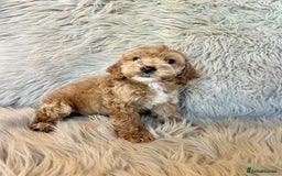 Maltipoo dogs for sale: Maltipoo puppies available  - Image 3
