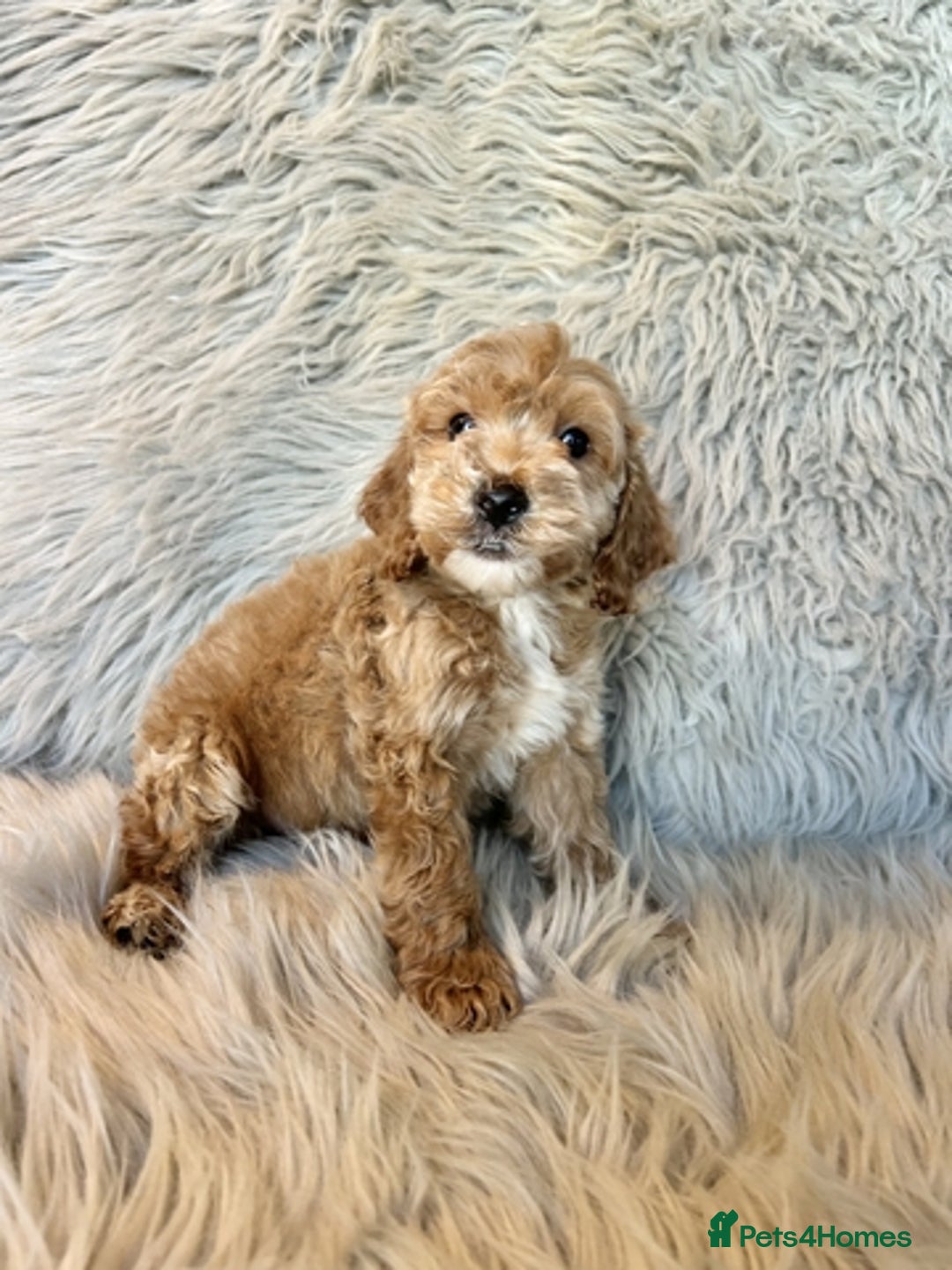 Maltipoo dogs for sale: Maltipoo puppies available  - Image 3