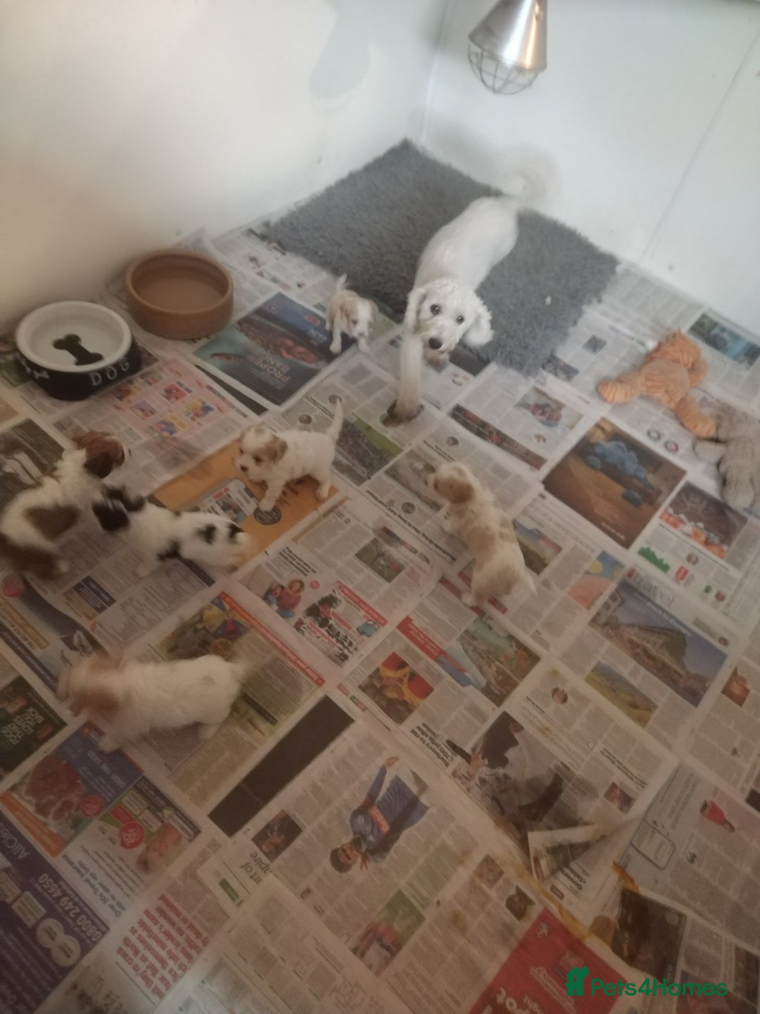 Cavachon dogs for sale: Gorgeous F1 cavachons for sale - Image 6
