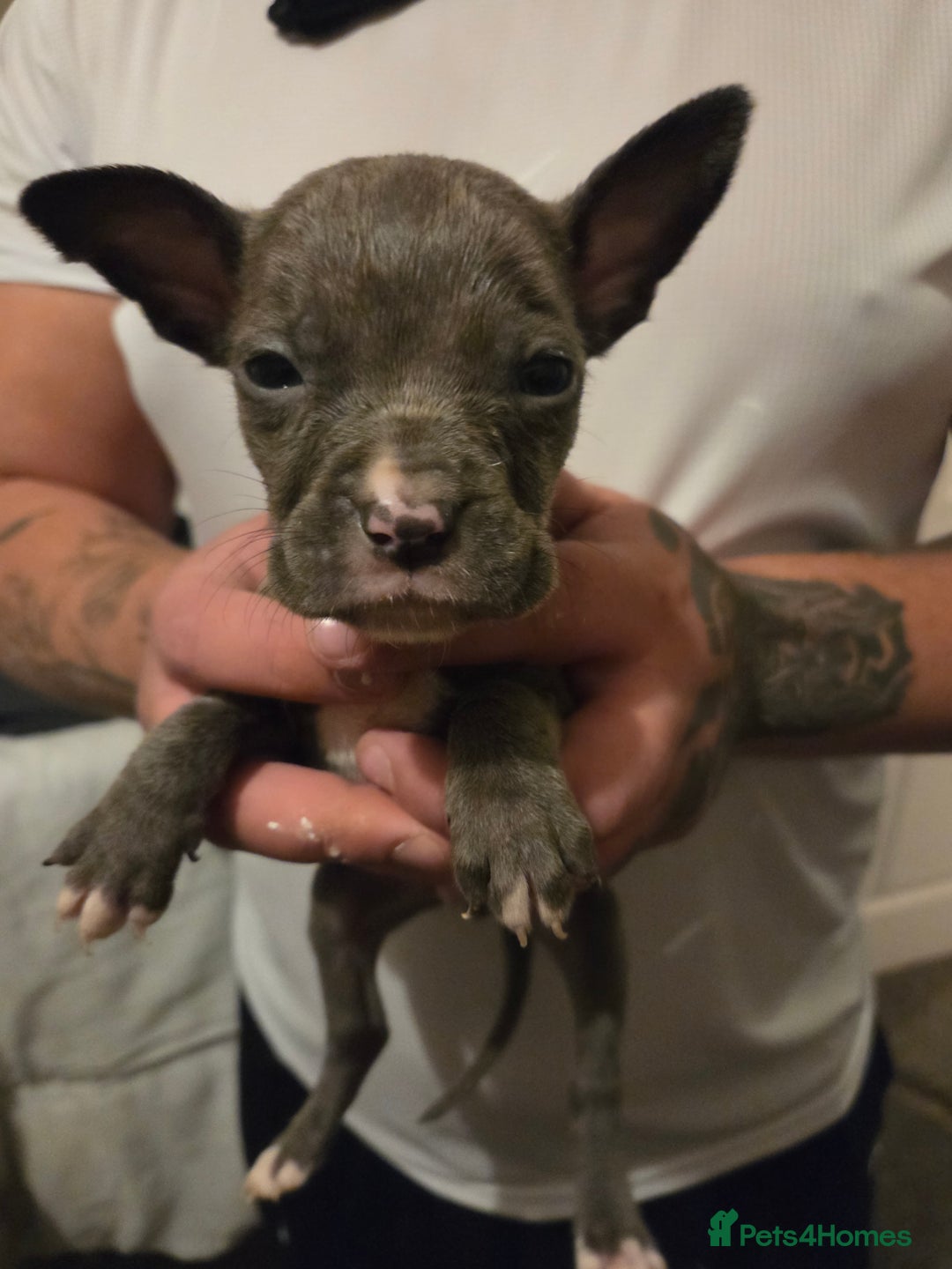 Mixed Breed dogs for sale: Puppies - Advert 12