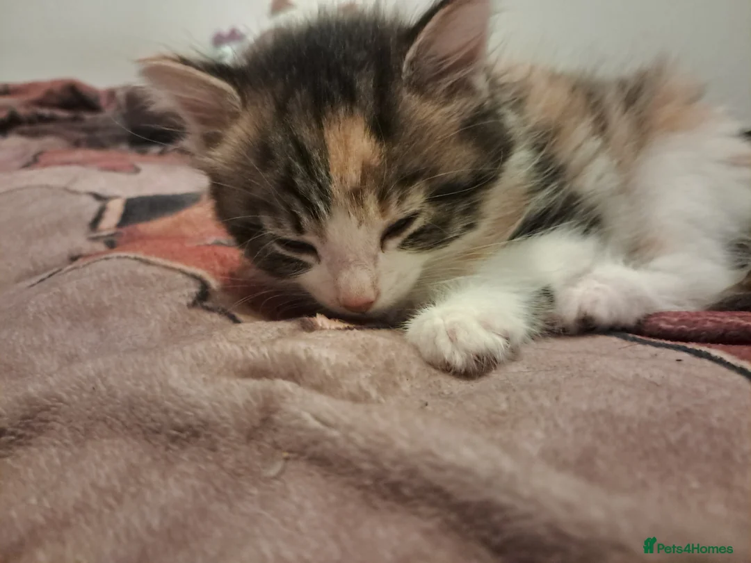Mixed Breed cats for sale: Kittens for sale - Advert 5