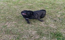 Pug dogs for sale: Male pug  - Image 4