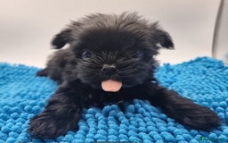 Yorkshire Terrier dogs for sale: Yorkshire Terrier puppies  - Image 7