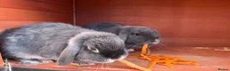 Mini Lop rabbits for sale: Beautiful Bonded Mini Lop Sisters – 1 Year Old in Macclesfield - Advert 7