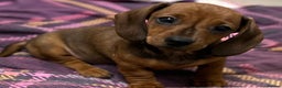 Miniature Dachshund dogs for sale: Happy healthy pups, both parents dna health tested - Advert 1