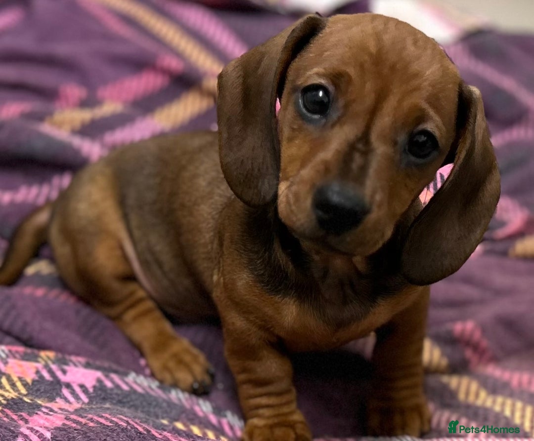 Miniature Dachshund dogs for sale: Happy healthy pups, both parents dna health tested - Advert 1