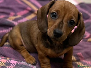 Miniature Dachshund dogs Happy healthy pups, both parents dna health tested - Advert 5