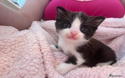Mixed Breed cats for sale: 2 kittens  - Image 18