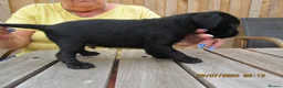 Mixed Breed dogs for sale: boreder patterdale crose borderdal,s - Advert 5