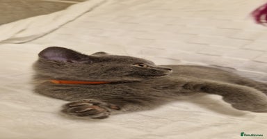 British Shorthair cats - Advert 7