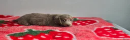 Dachshund dogs for sale: Beautiful Miniature Dachshund  - Advert 17