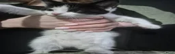 Turkish Van cats for sale: 3 beautiful kittens for sale.  - Advert 4