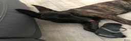 German Shepherd dogs for sale: Dutch shepherd, not a German shepherd  - Advert 5