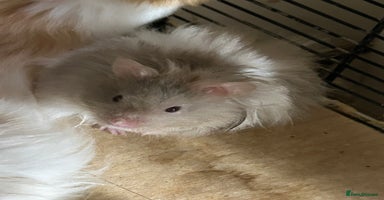 Hamster rodents - Advert 16