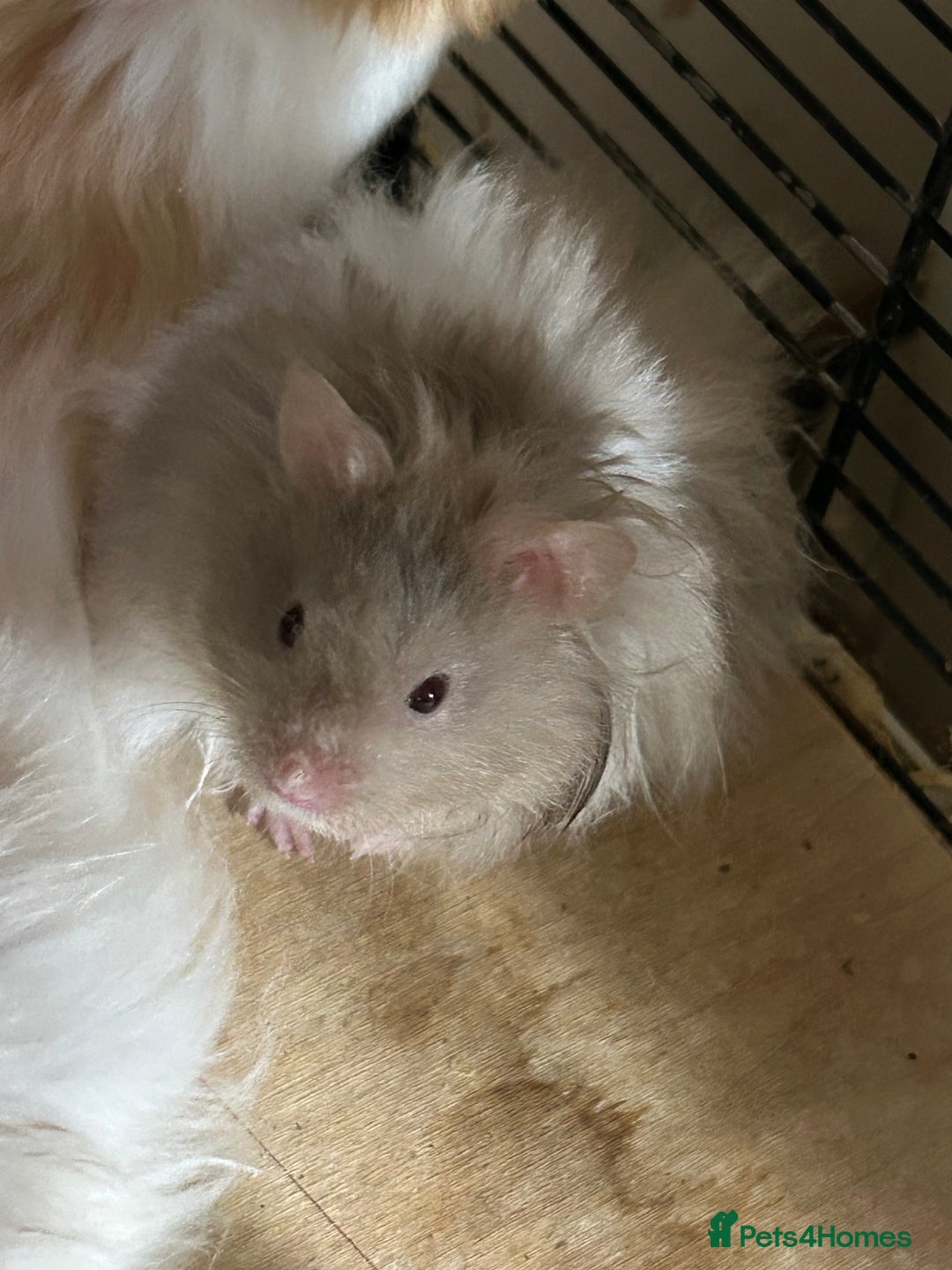 Hamster rodents for sale: Baby Syrian Hamsters - Image 2