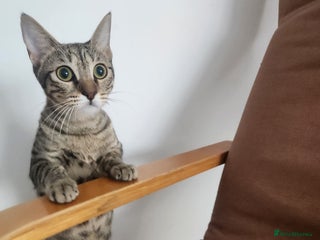 Mixed Breed cats - Advert 6