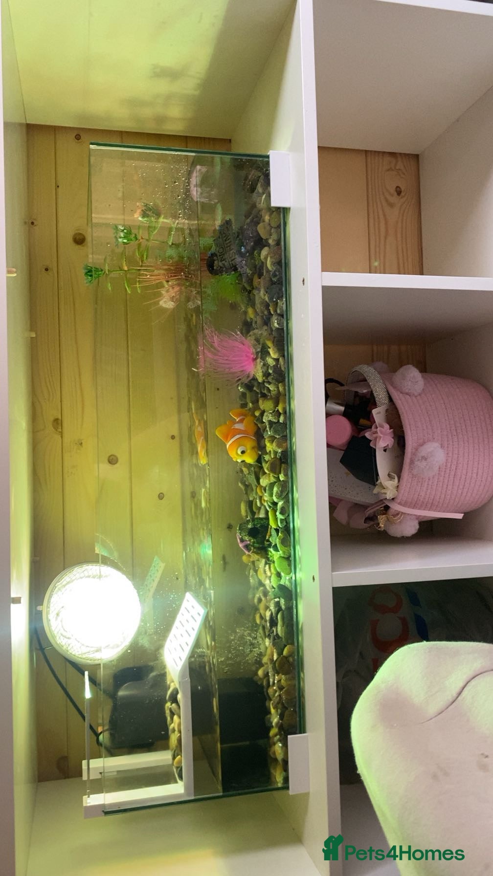 Turtle reptiles Turtle and set up - Advert 1