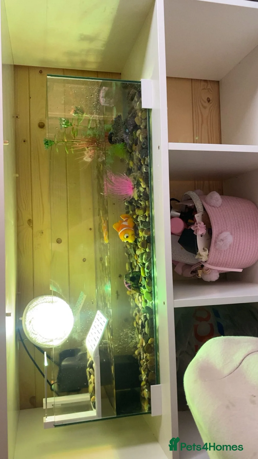 Turtle reptiles for sale: Turtle and set up - Advert 1