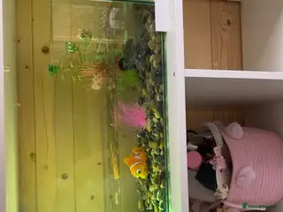 Turtle reptiles Turtle and set up - Advert 1