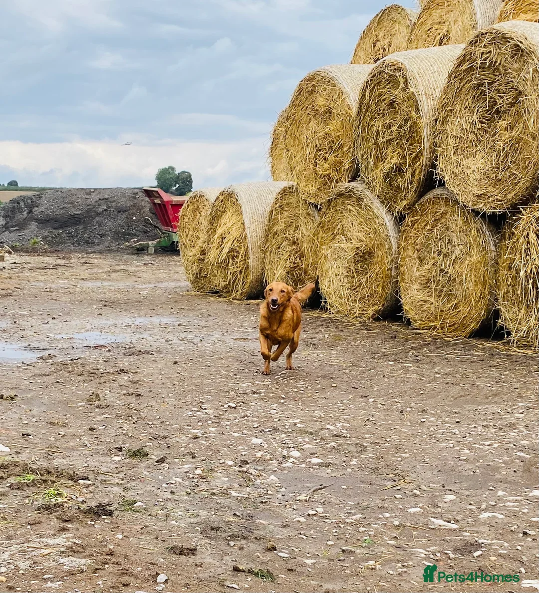 Labrador Retriever dogs for stud: Health clear,hip scored,KC Red Labrador for stud in Darlington - Advert 14